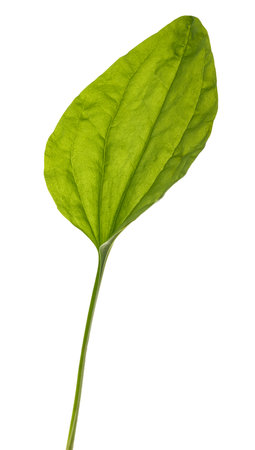 Broadleaf plantain leaves  isolated on white backgroundの写真素材
