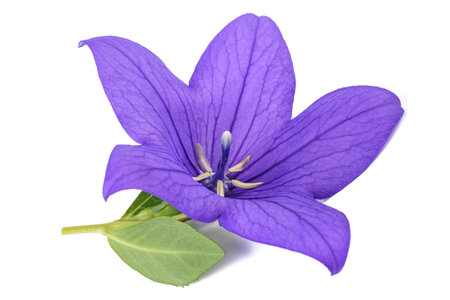 Balloon flower  isolated on white backgroundの写真素材