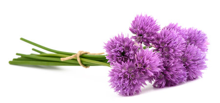 Chives flowers bunch tied isolated on white backgroundの写真素材