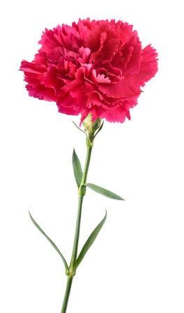 Pink Carnation flower isolated on white backgroundの写真素材