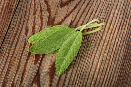 Fresh  sage leaves  on wood backgroundの写真素材