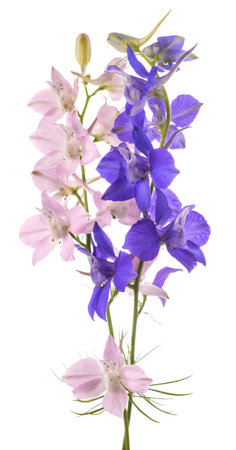 Larkspur flowers isolated on white backgroundの写真素材