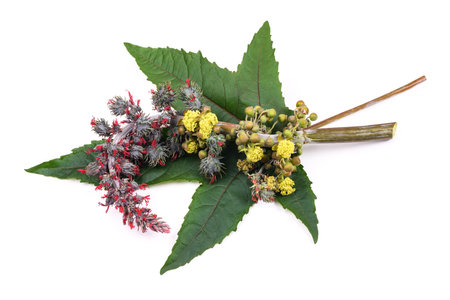 Castor leaf  flower and seed isolated on whiteの写真素材