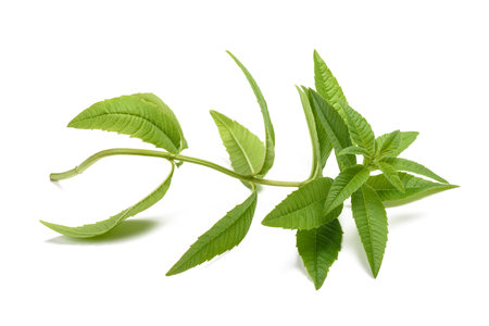 Lemon verbena sprig isolated on white backgroundの写真素材