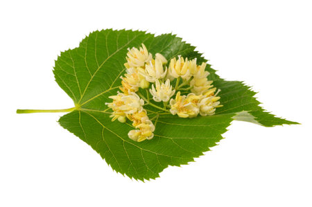 Linden leaf with flowers isolated on whiteの写真素材