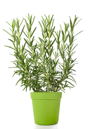 Rosemary plant in vase isolated on white backgroundの写真素材