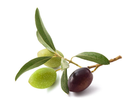 Sprig with fresh olive  isolated on white backgroundの写真素材