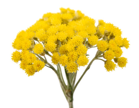 Helichrysum flowers isolated on white backgroundの写真素材