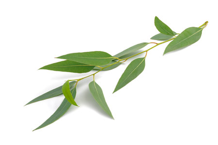 eucalyptus branch  isolated on white backgroundの写真素材