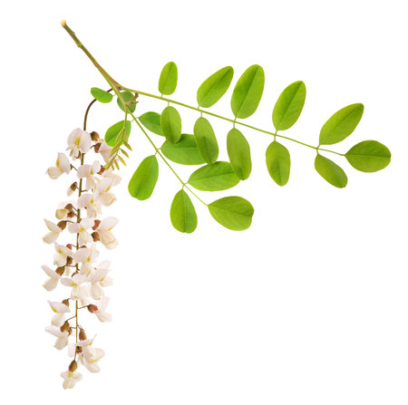 Black locust branch and flowers isolated on white backgroundの写真素材