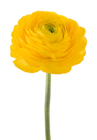 Buttercup flower  isolated on white background
