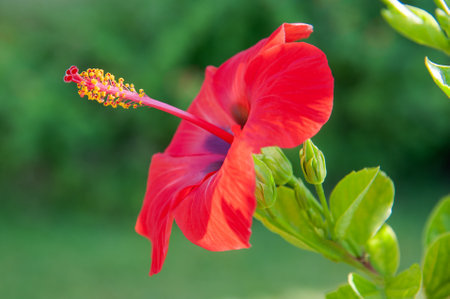 Red hibiscus flower on green blurred backgroundの写真素材