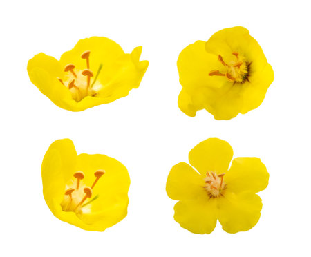 Mullein flower isolated on white backgroundの写真素材