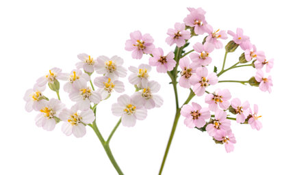 Pink and white yarrow isolated on white backgroundの写真素材