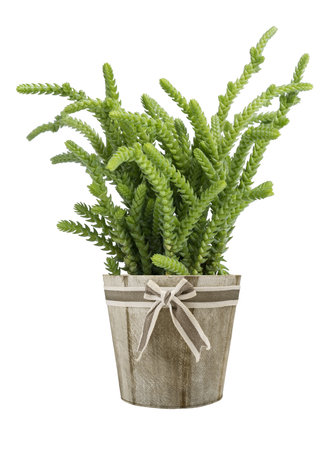 Crassula muscosa lycopodioides plant in vase isolated on whiteの写真素材