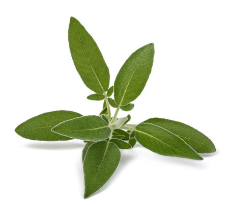 Fresh  sage plant isolated on white backgroundの写真素材