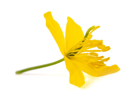 Celandine flower isolated on white backgroundの写真素材