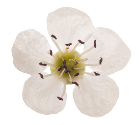 Hawthorn  flower head isolated on  white backgroundの写真素材
