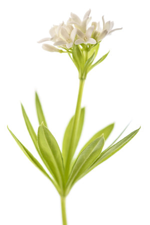 Sweet woodruff  flowers  isolated on white backgroundの写真素材