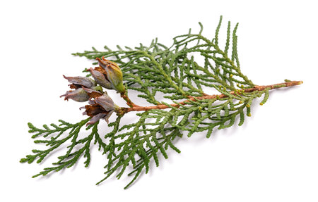 Chinese thuja with cones isolated on whiteの写真素材