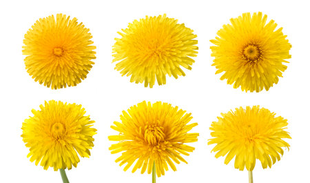 Dandelion flowers set isolated on white backgroundの写真素材