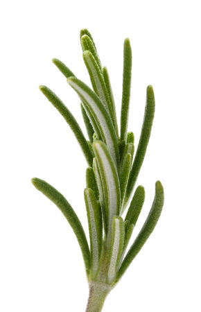 Rosemary sprig isolated on white backgroundの写真素材
