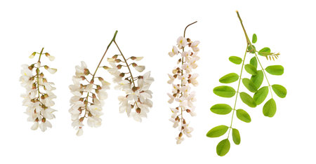 Black locust branch and flowers isolated on white backgroundの写真素材