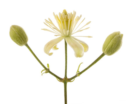 Clematis vitalba flower isolated on white backgroundの写真素材