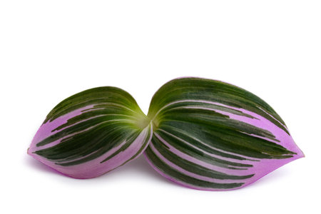 Tradescantia  Nanouk plant isolated on white backgroundの写真素材