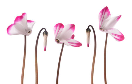 Persian cyclamen flowers isolated on white backgroundの写真素材