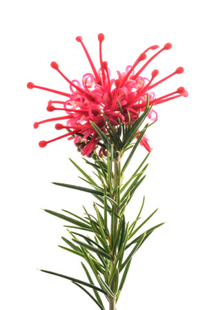 Grevillea  flower isolated on white backgroundの写真素材