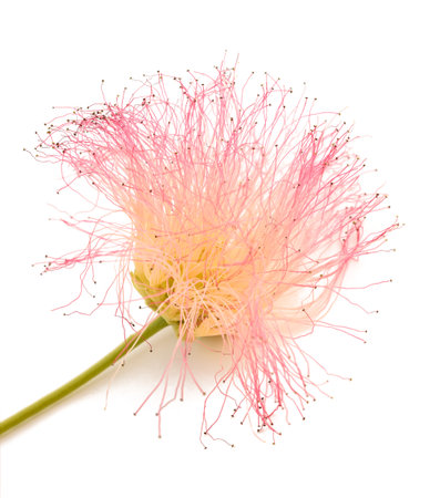 Pink silk tree flower isolated on whiteの写真素材