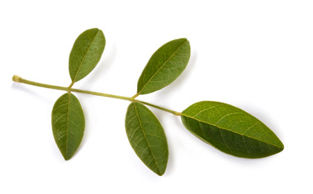 Licorice sprig with leaves isolated on white backgroundの写真素材