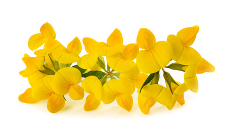 Common bird's foot trefoil isolated on whiteの写真素材