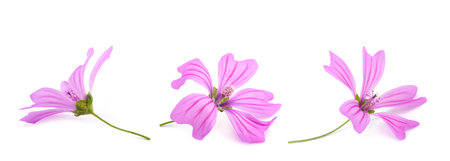 Mallow  flowers  isolated on white backgroundの写真素材