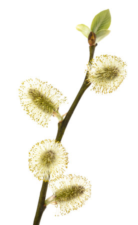 Goat willow branch with catkins isolated on whiteの写真素材
