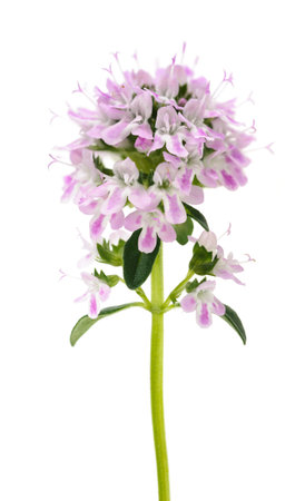 Thyme flowers isolated on white backgroundの写真素材