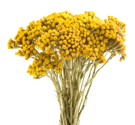 Helichrysum flowers isolated on white backgroundの写真素材