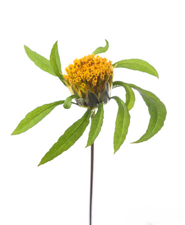 Devil's beggarticks plant with flowers isolated on white backgroundの写真素材