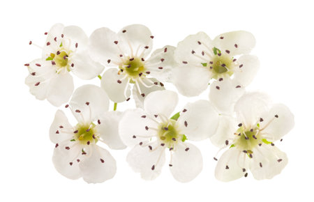 Hawthorn (Crataegus monogyna)  flowers isolated on  white backgroundの写真素材