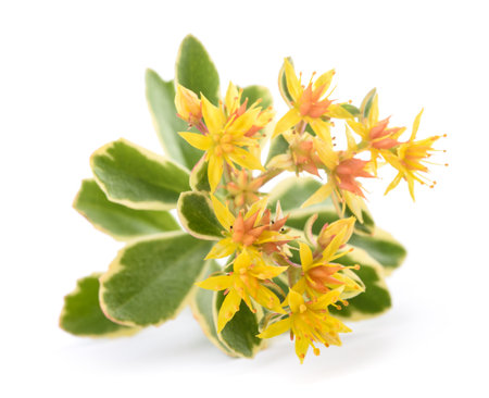 Sedum flowers isolated on white backgroundの写真素材