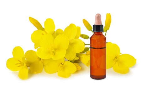 Rapeseed flowers with bottle with  essential oil isolated on whiteの写真素材