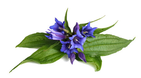 Gentiana asclepiadea flowers isolated on white backgroundの写真素材