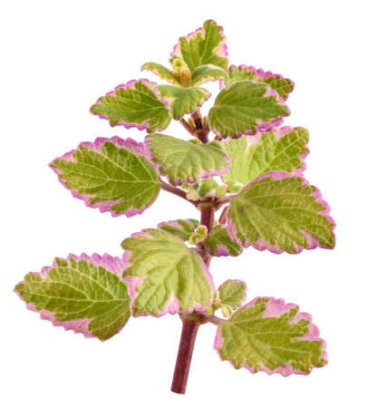 Swedish Ivy sprig isolated on white backgroundの写真素材