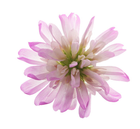 Reversed clover flower (Trifolium resupinatum)  isolated on white backgrounの写真素材