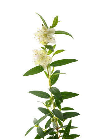 Common myrtle branch with flowers isolated on whiteの写真素材
