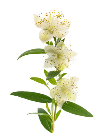 Common myrtle branch with flowers isolated on whiteの写真素材