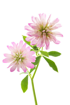 Trifolium resupinatum (reversed clover) isolated on white backgroundの写真素材