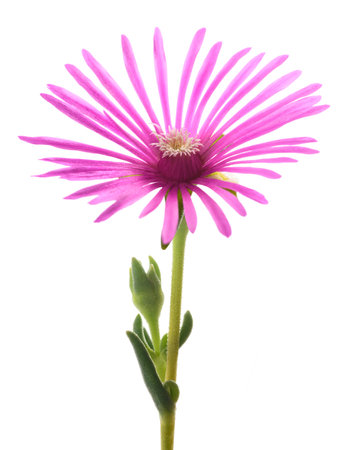 Trailing Iceplant flower isolated on white backgroundの写真素材