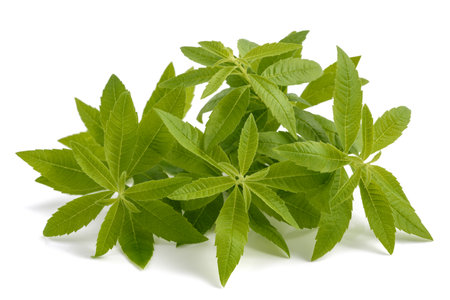 Lemon verbena plants isolated on white backgroundの写真素材